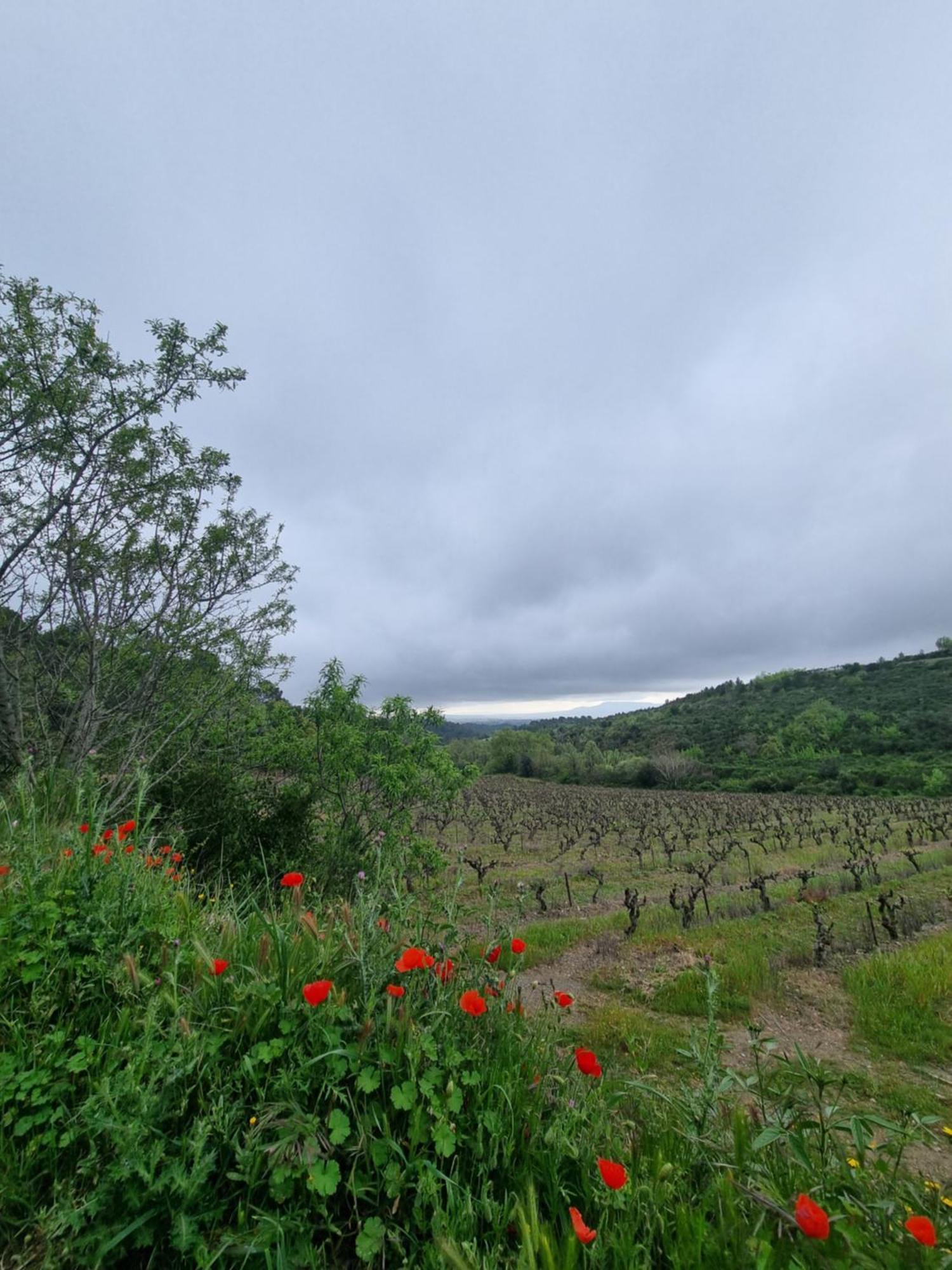 Maison De Charme Caunes-Minervois Номер фото